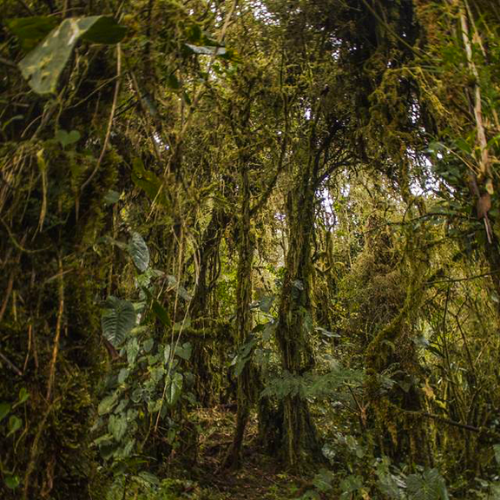 Geoparque Napo Sumaco